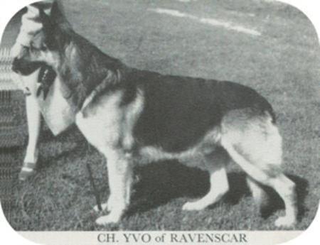 CH.(UK) Yvo of Ravenscar