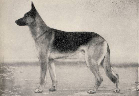 Udo von der Schafherde