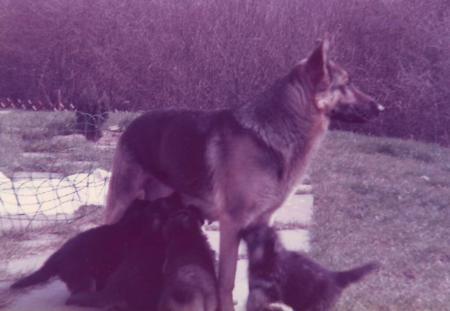 Jessie du Val des Hurles Vent