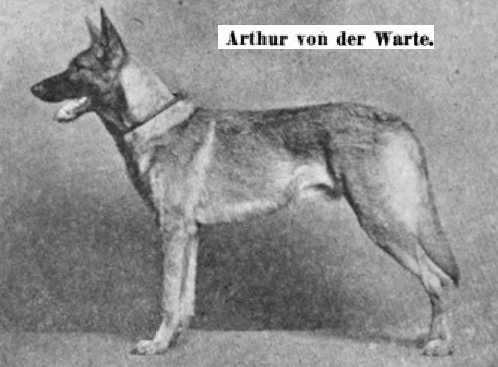 Artur von der Warte
