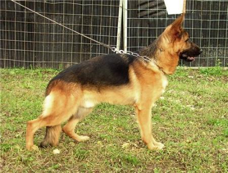 Figo v.d Steingold Burg