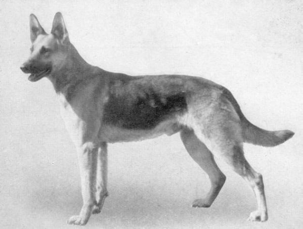 Basko von der Hutung