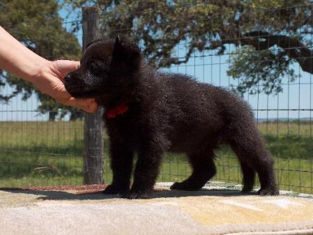 Emmanuel vom Alt-Ostland