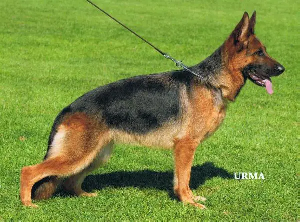 V Tessa vom Bergmannsland