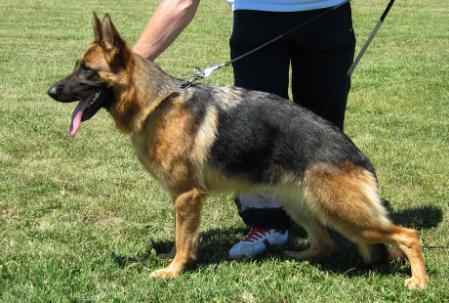 SG Lara od Petkovica (2006)