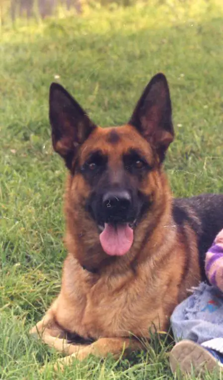 V (UA) Odessa Djenestra