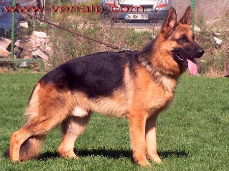 SG1 BALKAN&#304;KA Iesko Von Haus Bura