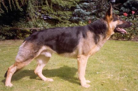 Glarbo Enzo