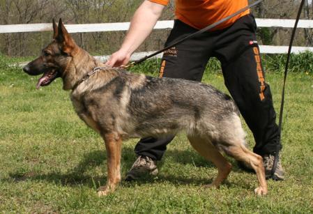 Gemma vom Arolser Holz