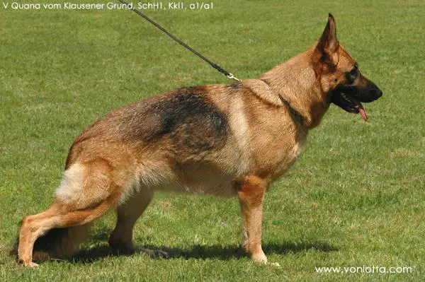 V Quana vom Klausener Grund