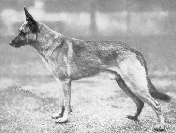 Diethelm von Altbayern