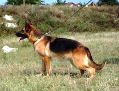 V. Caty Vom Haus Selia