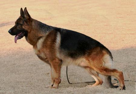Rico von der Blanke