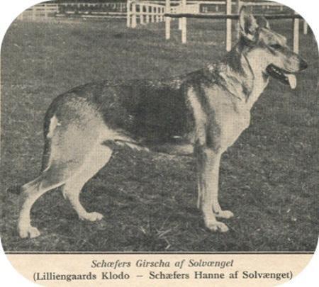 Schæfers Girscha af Solvænget