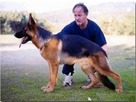 Dikkor di Casa Cacozza