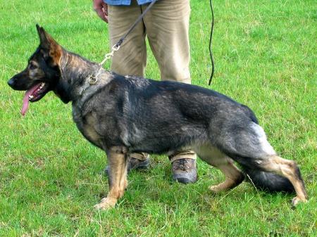 V Donna vom Rabenturm