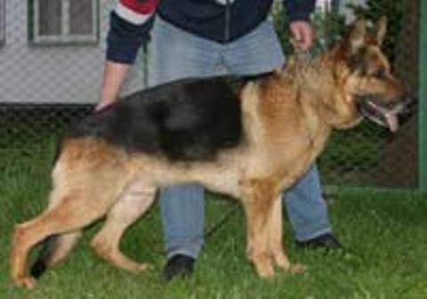 Dino vom Klösterlmoos