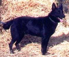 Bear van Gaard Shaferhund