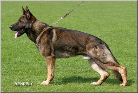 SG Nico von der Schiffslache