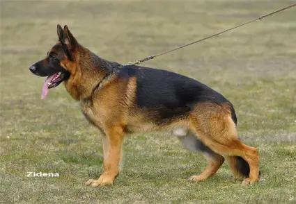 V1 Kratmosens Stanley