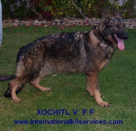 XOCHITL V F F