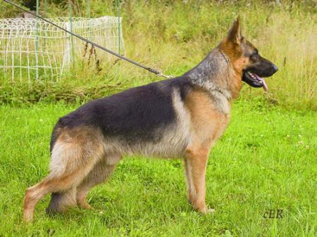 SG (FIN) Einser Joko