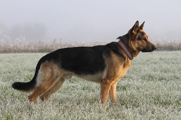 Arko vom Spiegelwald