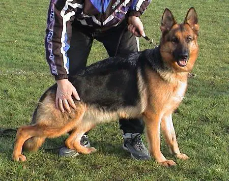 Tracy vom Höchstadter Wappen