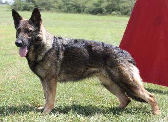 Czoe von der Bosen Hundin