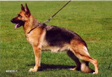 Tiffi Von Der Arenzburg