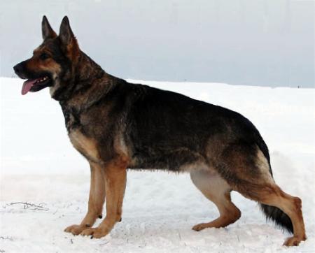 Xena z Jirkova Dvora