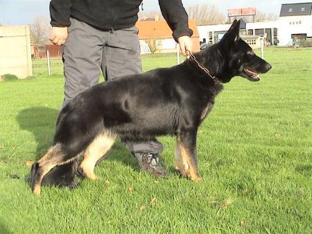 V Kier vom Spadener Holz