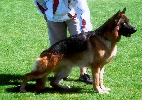 SG Enzo vom Poxdorfer-Tannenhof