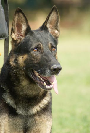 Onex Della Decima Mas