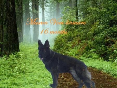 Maxon Vom Linmarc