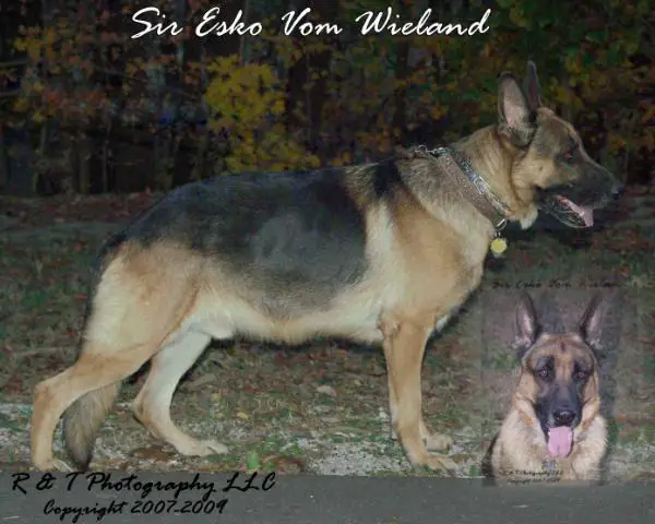 Sir Esko Vom Wieland