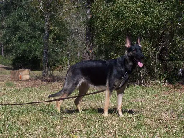 Sydney von Boet der Haus