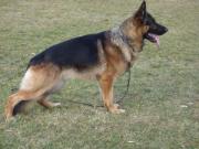 Quino von Lindesfarne