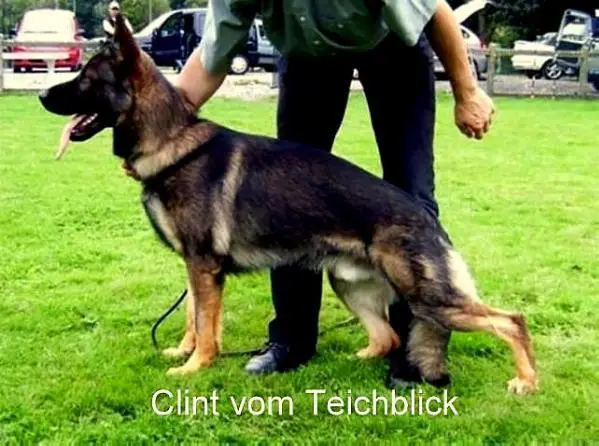 SG Clint vom Teichblick