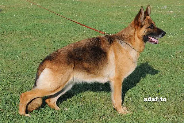 Omega vom Heinrichplatz