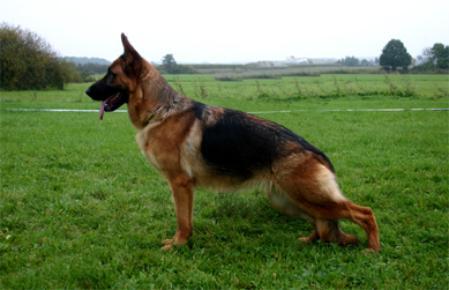 Gana vom Striegel-Landhaus