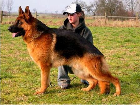 Maximus vom Trompetersprung