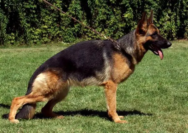 ED NORMAL Vini Topolovnicka