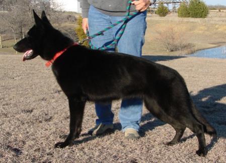 Sally vom Germelhaus