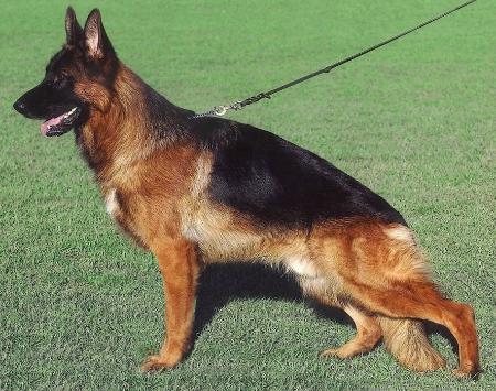 JHKL-SIEGER Wotan van Contra