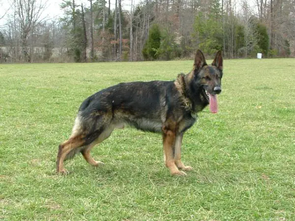 Sam vom Schindergraben