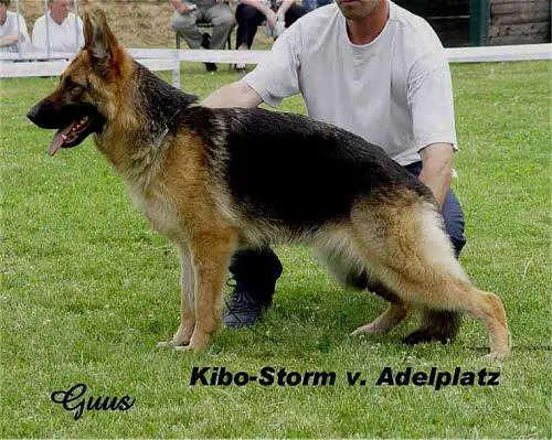 V Kibo-Storm vom Adelplatz