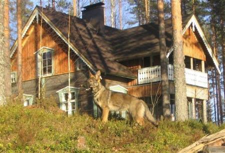 Custer vom Wolfsblut