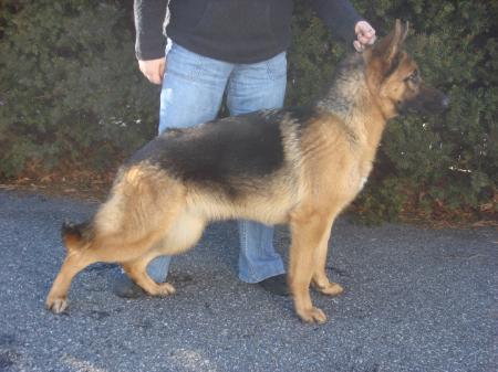 Sorrell v Fleischerheim