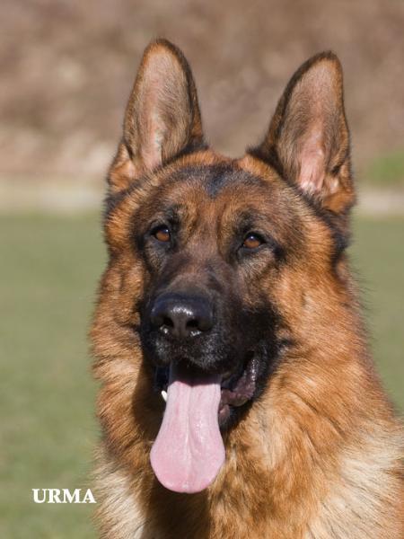 V Piron von der Kahler heide